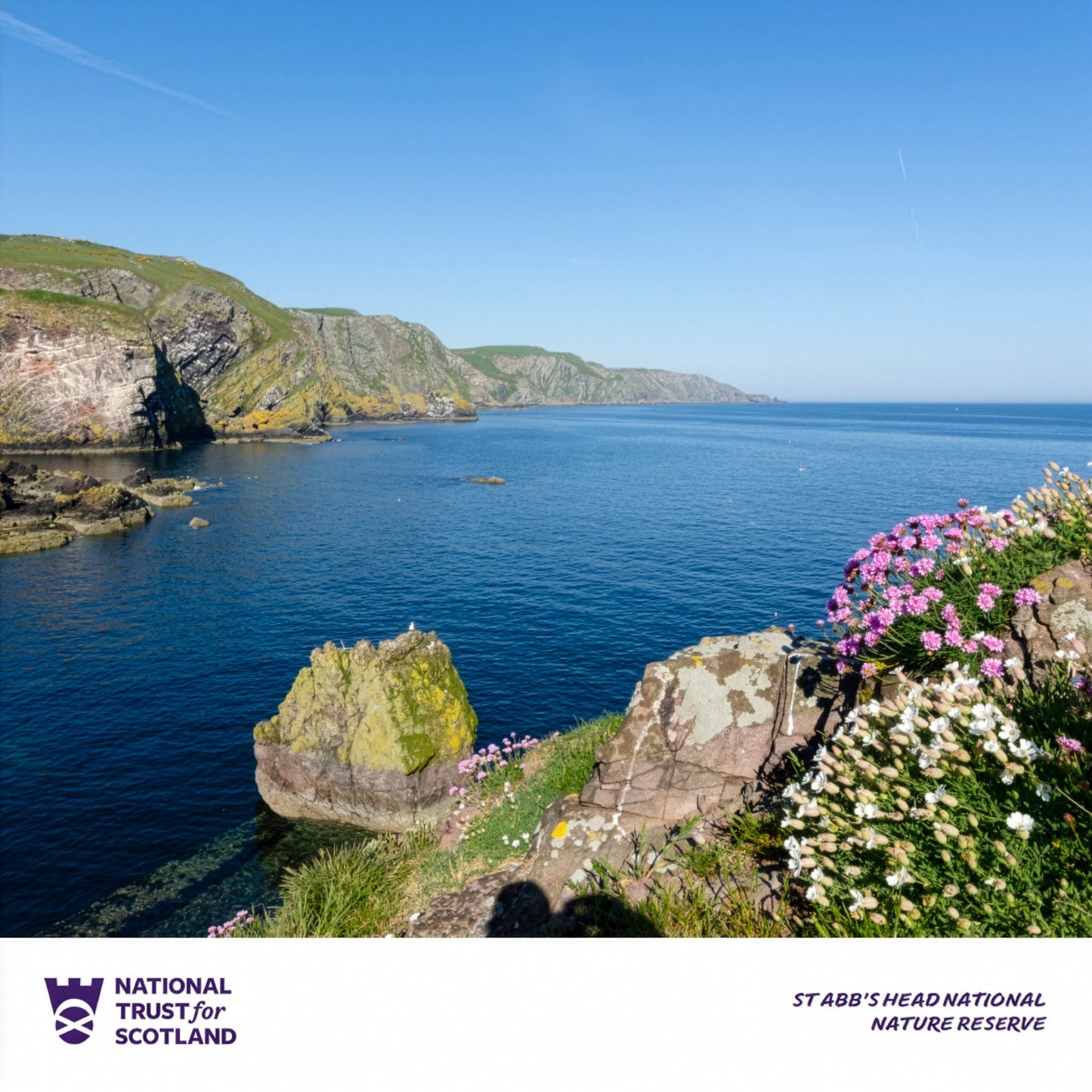 Scenic view of St Abb's Head coastal landscape with flowers and cliffs, featuring the National Trust for Scotland logo.
