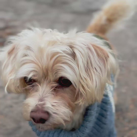 Wag & Wool Sheep Jumper Video